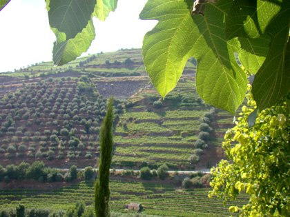 Vale do Douro